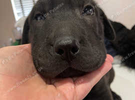 German shepherd cross Shar Pei