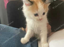 4 beautiful kittens for sale