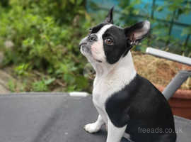 Boston Terrier female Puppy - £750
