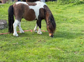 Registered miniature 2 year old colt