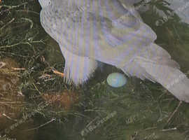 Goshawk chick's for sale ready early June