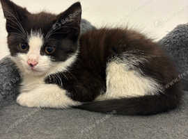 2 kittens ready for rehome
