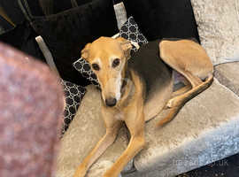 Tan lurcher hot sale