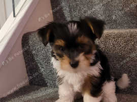 Male biewer puppy male