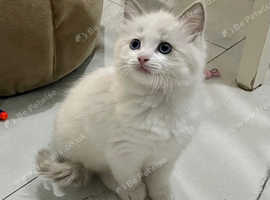 Ragdoll Kitten