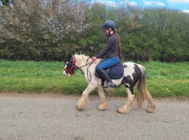 3 year old ride and drive colt