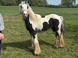 Maisie the yearling filly