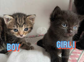 3 gorgeous kittens for sale