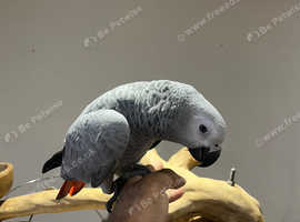 Baby HandReared Silly Tame Cuddly Friendly African Grey Parrot,26
