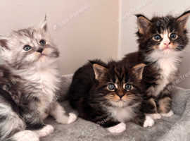 Pure Maine Coon Kittens
