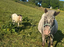 Gorgeous spotted colt foal