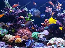 Marine fish for sale near outlet me