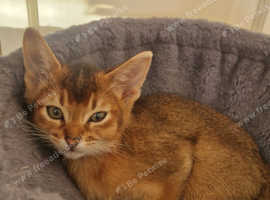 Stunning Abyssinians