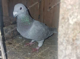 Pigeon for sale