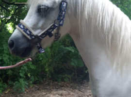 Sharer wanted for our sweet pony