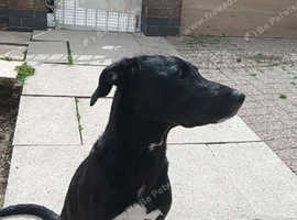 Lab x lurcher for rehome