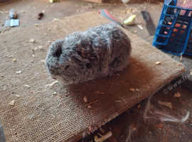 Rare merino boars