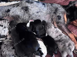 Jack Russel Puppys : Much wenlock : ONLY 3 LEFT