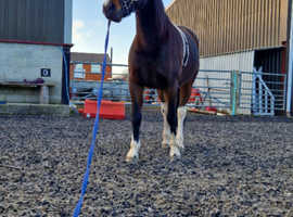 Hector standardbred gelding 14.3hh