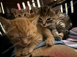 begal mix kittens for sale