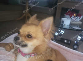 Pomchi  girl