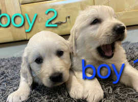 First CLASS Kc Golden retriever