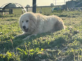 2 year old maremma bitch