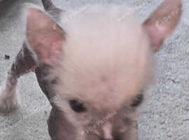 Chinese crested x chihuahua (chi chi) (sold)