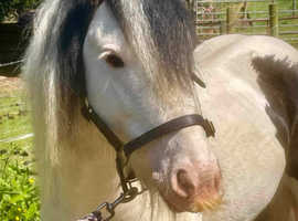 Gypsy Cob (Gelding)