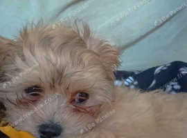 Zuchon/Shichon