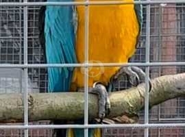Blue and gold Macaw