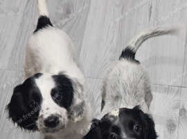 Sprocker Puppies- last boy looking for his forever home
