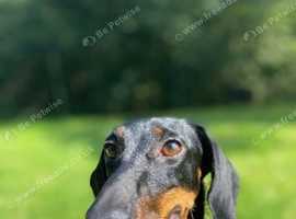 Black and tan dachshund for sale