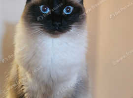 Bonnie the unspayed stunning 23 months old cat
