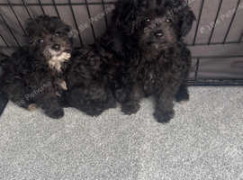 Beautiful puppies for sale