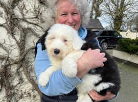 Kc Registered old English sheepdog pups