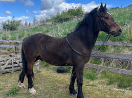 14.2 Project gelding