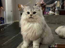Rosie - white silver point British Longhair