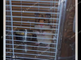 Syrian hamster