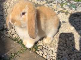 French lop x lion heads for sale