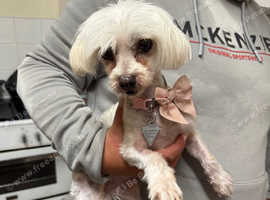 This beautiful girl is looking for a new sofa