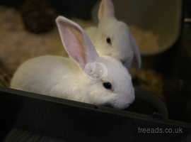 2 white rabbits (Brothers)