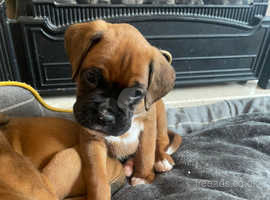 KC Registered Boxer puppies READY TODAY !!!!