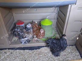Silkie Pekin  & Pekin bantams