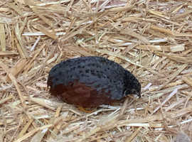Beautiful Young Chinese Painted Quail MALES