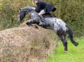 Appaloosa Irish draught