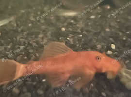Guppies and super red pleco