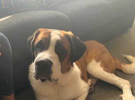 Stbernard looking for new home