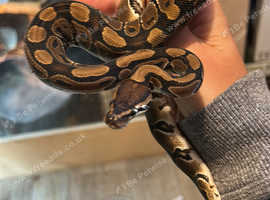 Baby ball python