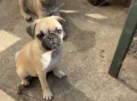 One pug pup ready to leave